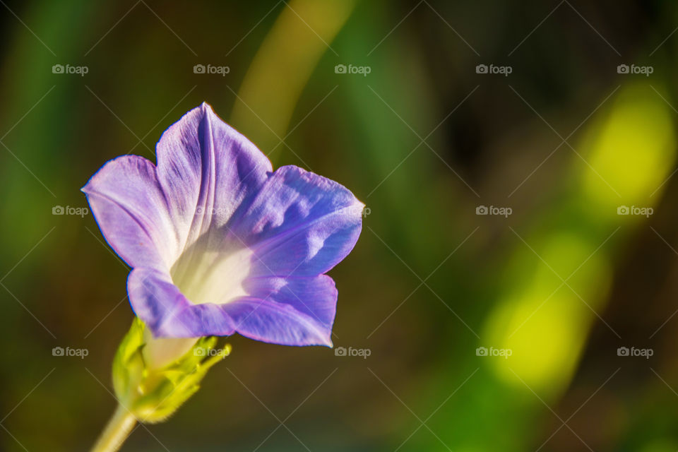 Beautiful morning glory close-up flower