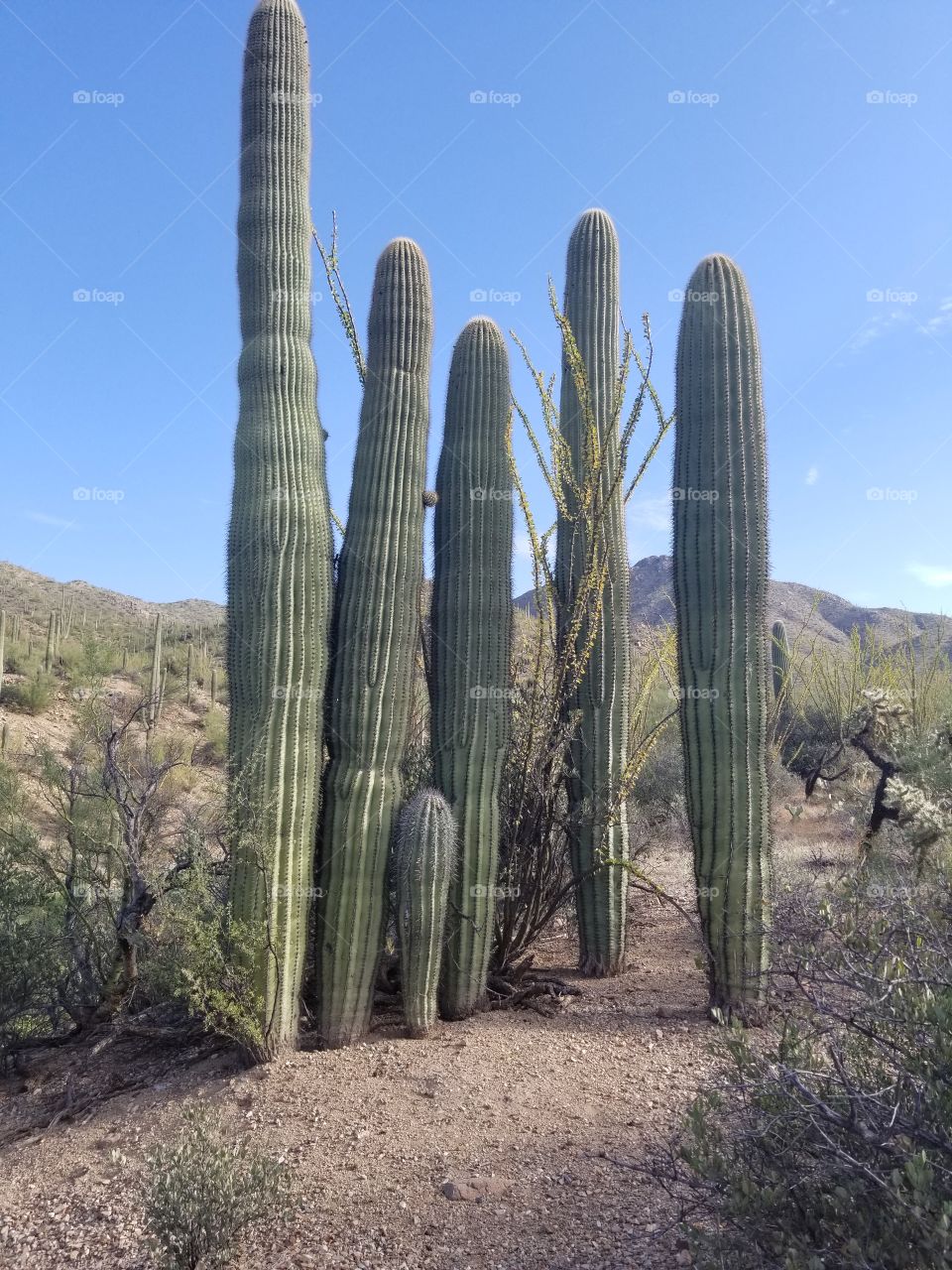 Group of Saguaro Cacti