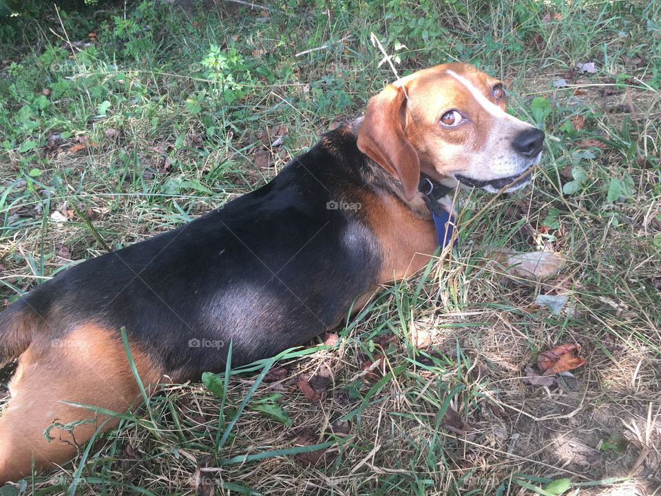 Chilling and Panting 