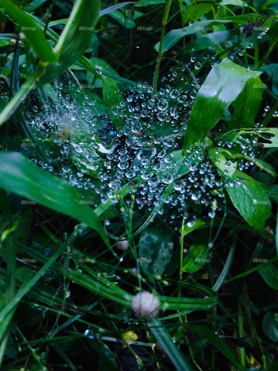 Water droplets stuck on to a spiders web among the grass after a rainy day 