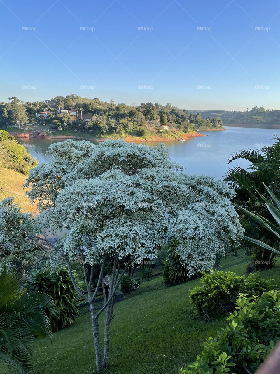 Árvore de flores brancas