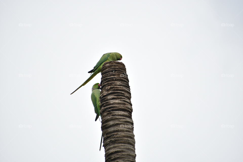 Two parrots sitting on trunk