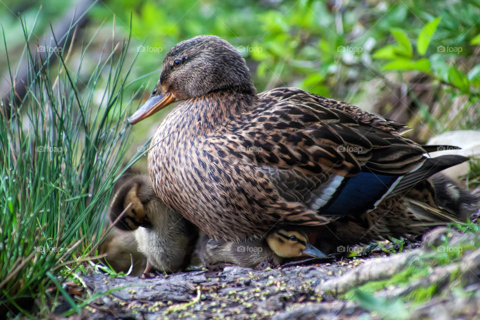 Close -up of mallard duck on grass