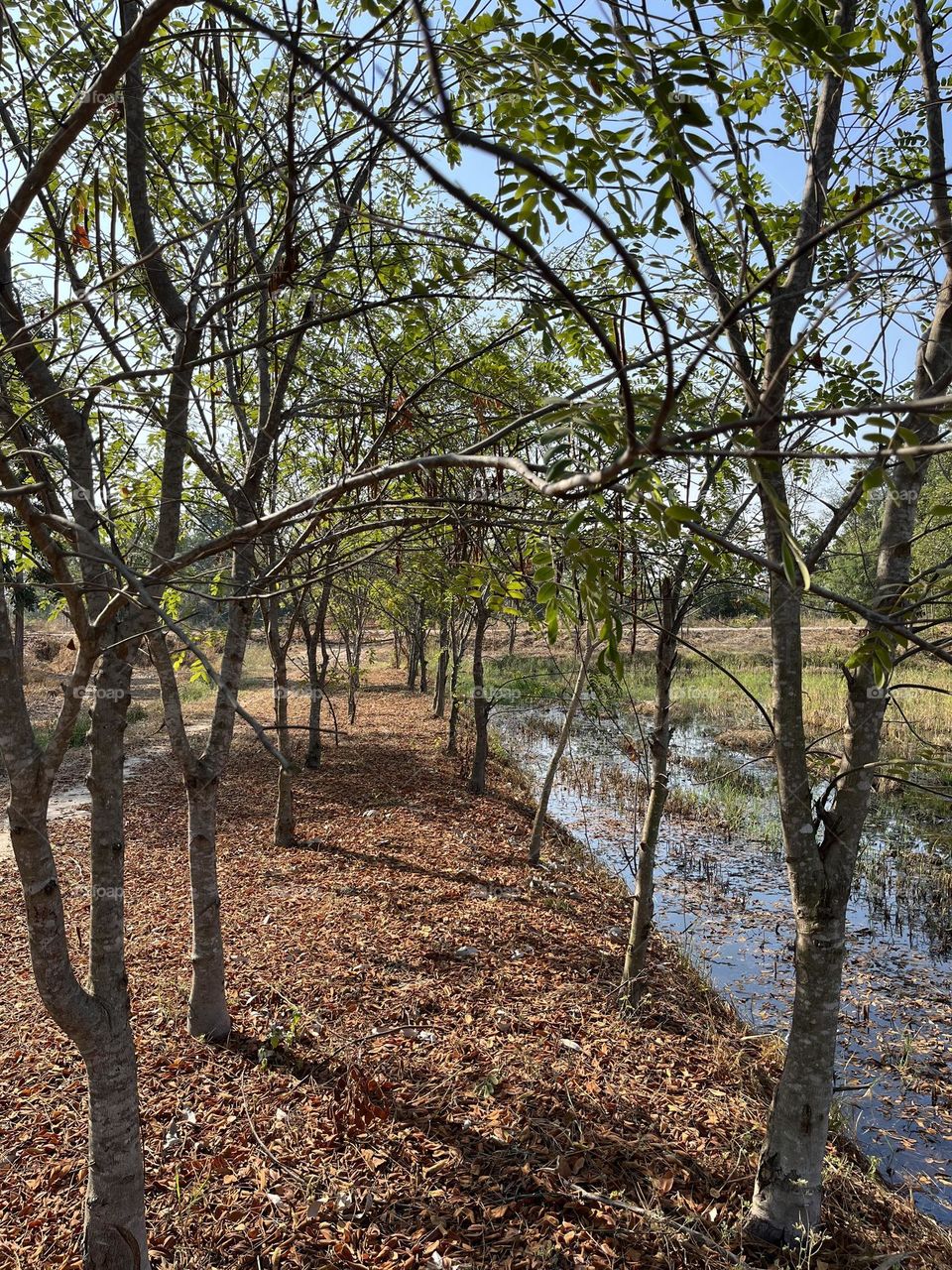 The stories of my garden @ Upcountry ( Thailand)