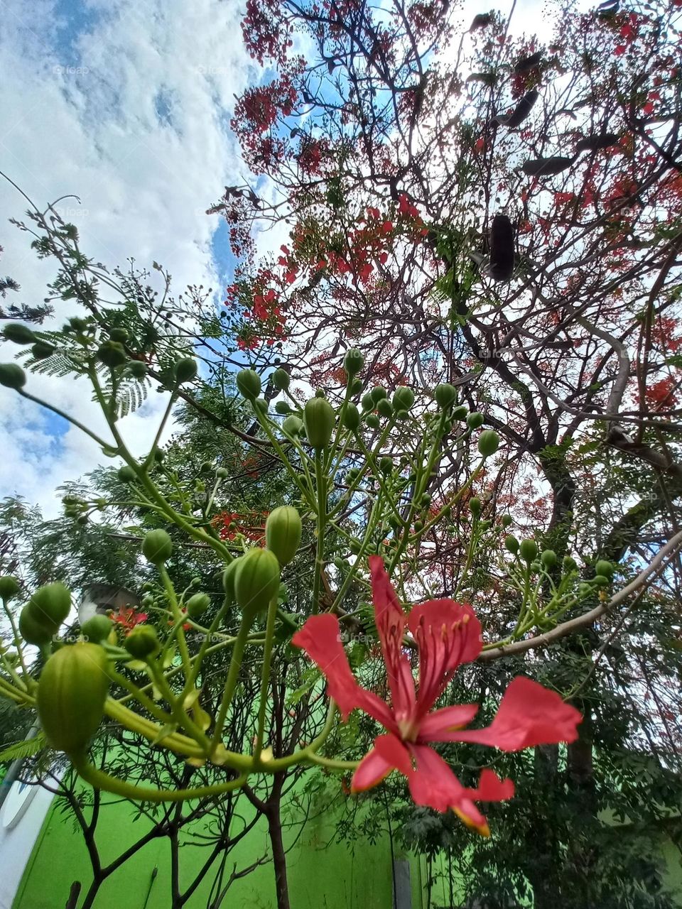 As flores vermelhas, fazem sucesso  por sua beleza e combinam, com qualquer ocasião.  O principal  significado da flor vermelha é o amor