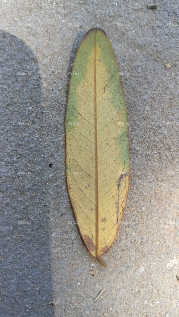 leaf fallen on the ground