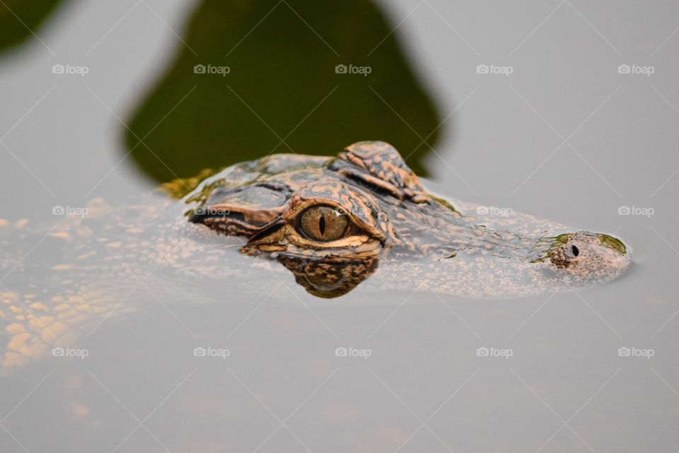 A baby alligator lurking in the shadows