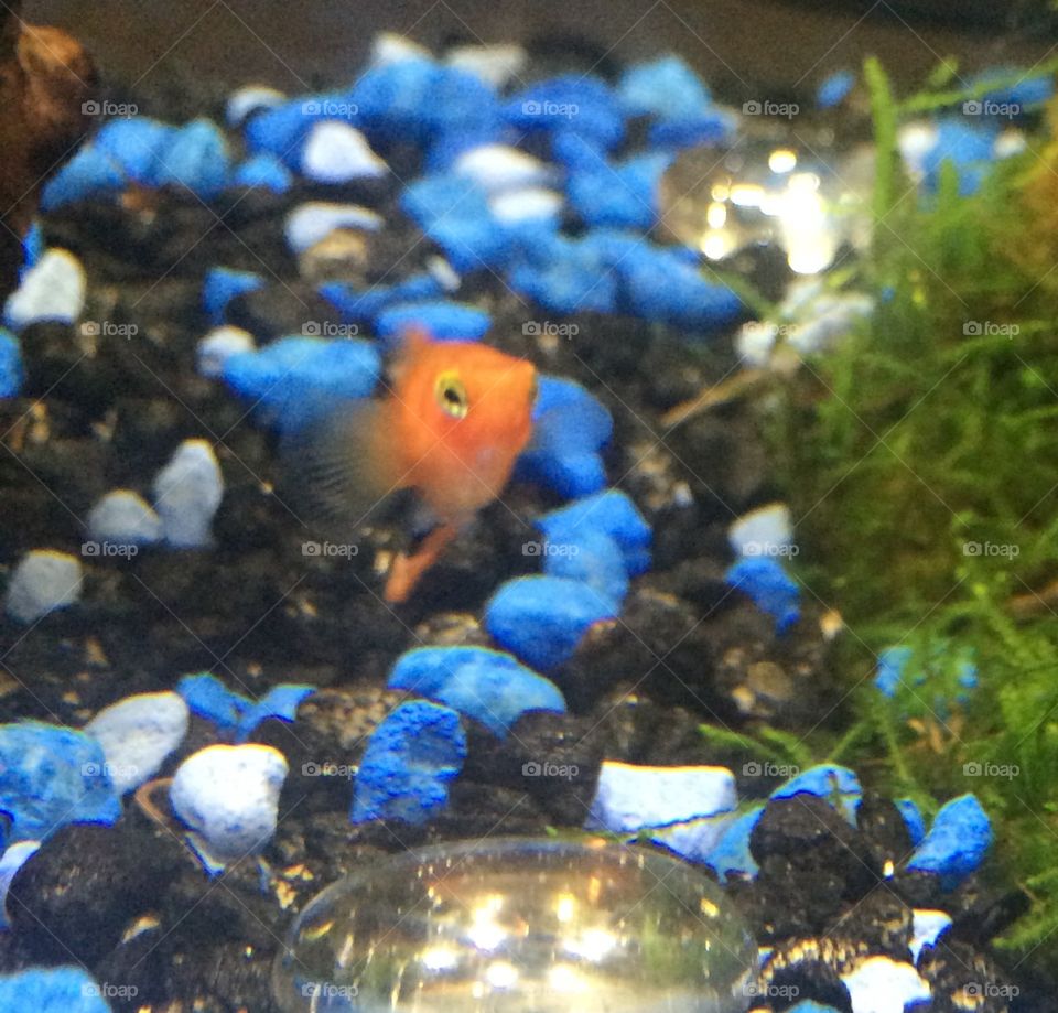 Platy stares down the camera in a fish tank