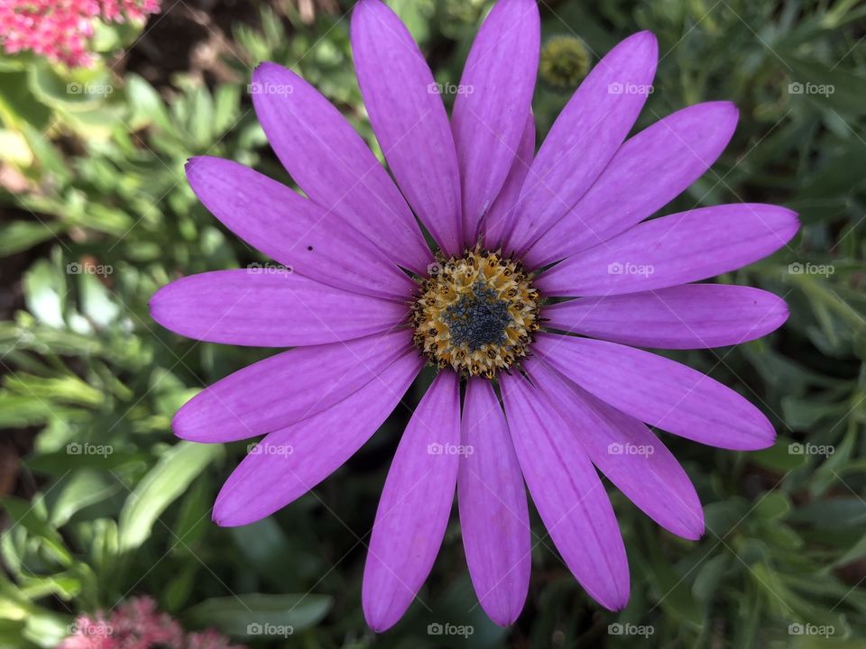 A powerful purple beauty that resembles a daisy like bloom, but burst into life with eccelectric magnitude.