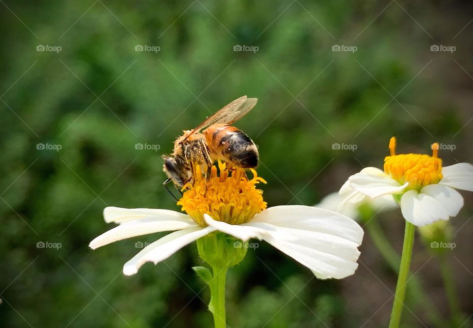 Yummy Pollen 