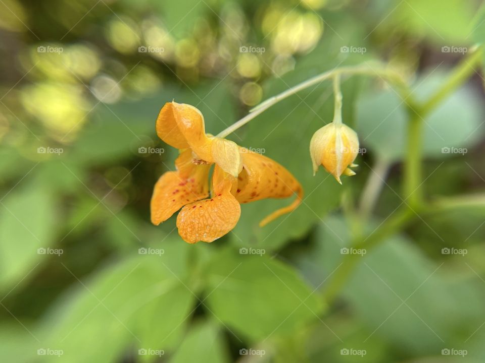 Orange bell flower 