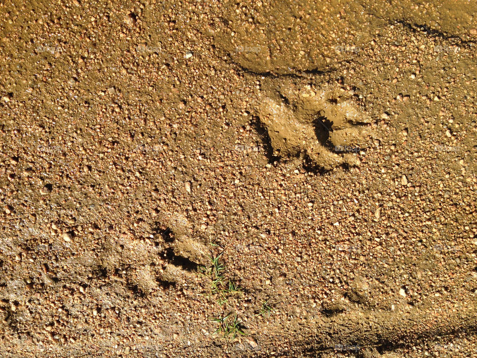 Paw prints found on a trail in a park