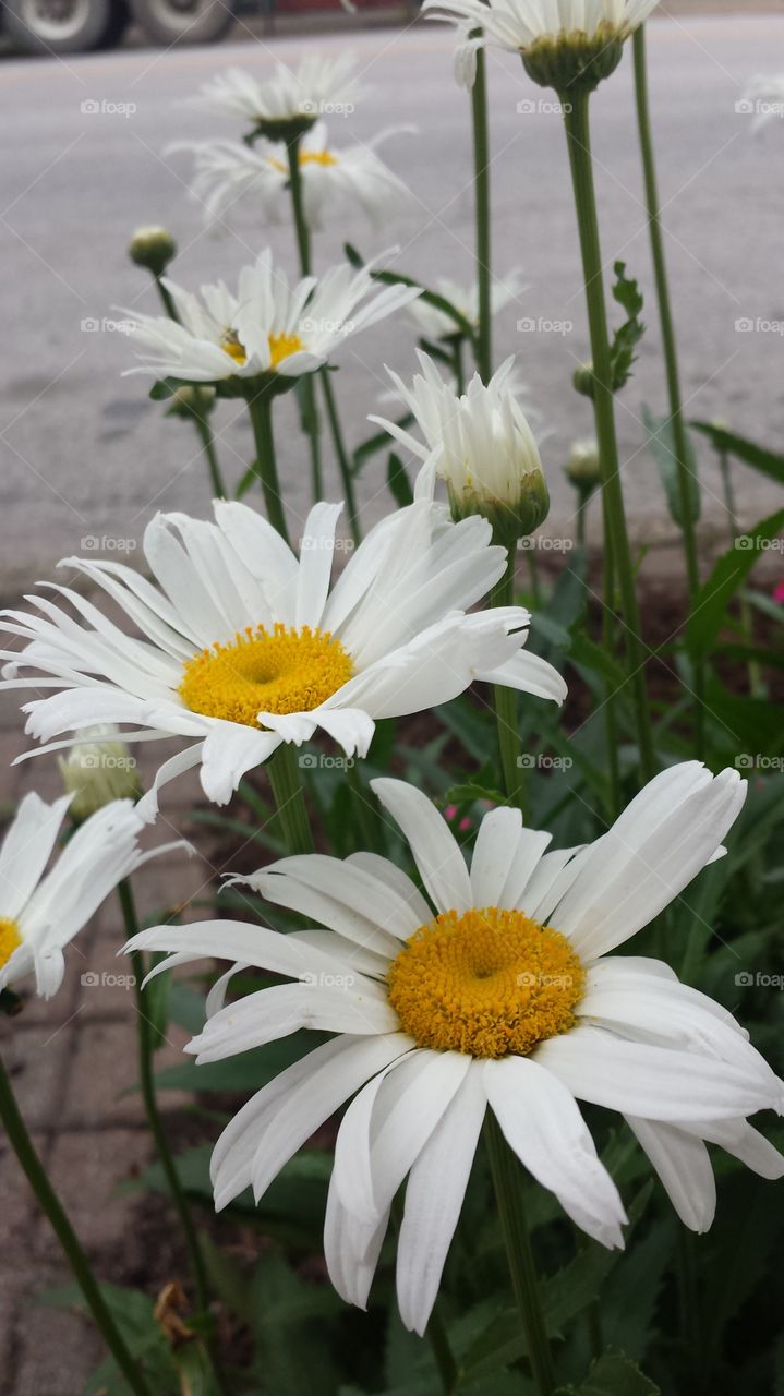 Beautiful white daisies