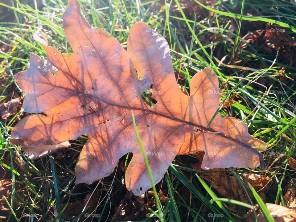 Листики осени