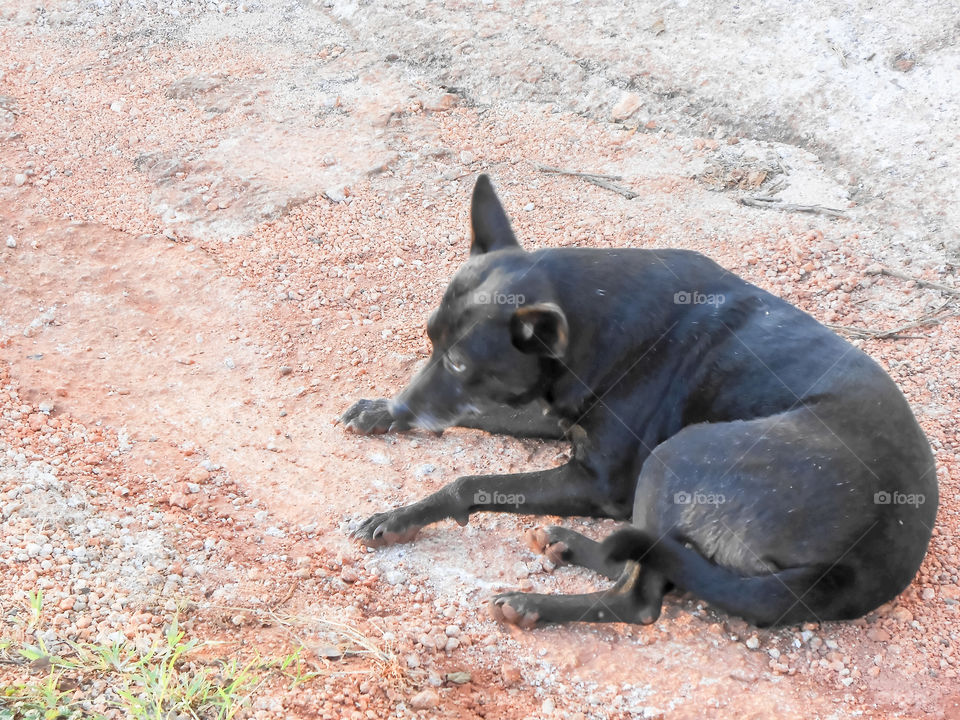 Black Dog On The Ground