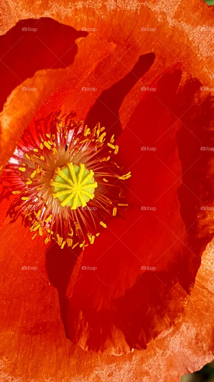 Sunburst within a flower