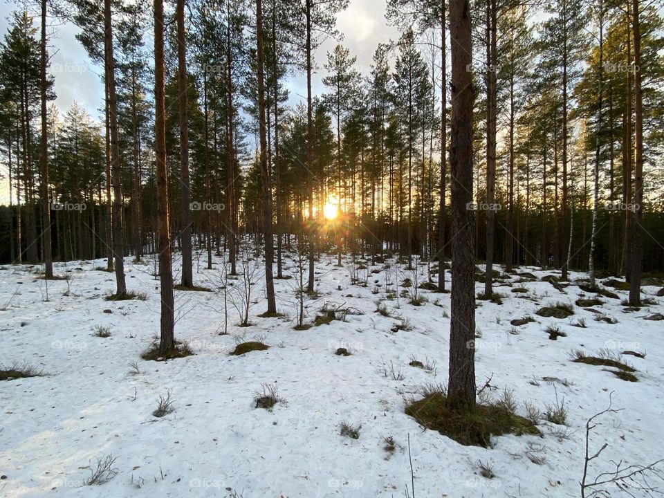 Eye of the tiger, Nuuksio National park