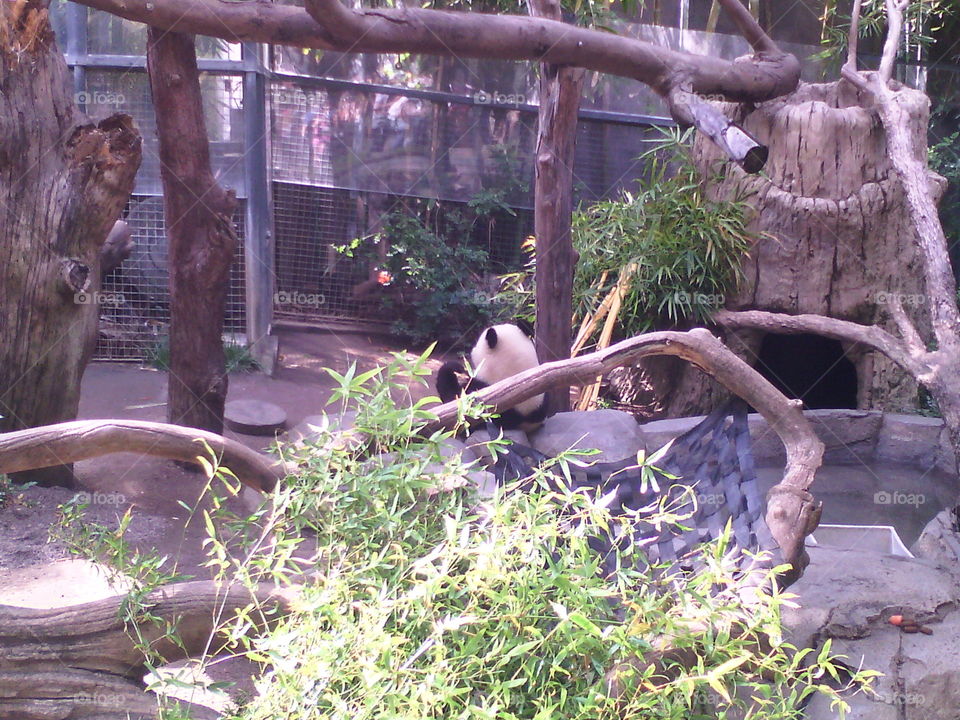 panda eating bamboo. on vacation/ my sons birthday at the San Diego zoo