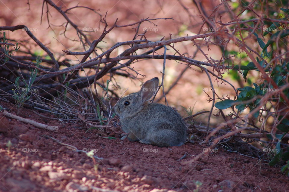Bunny in the Bushed