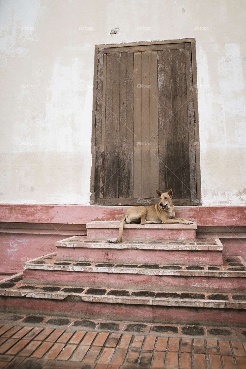 Thai dog