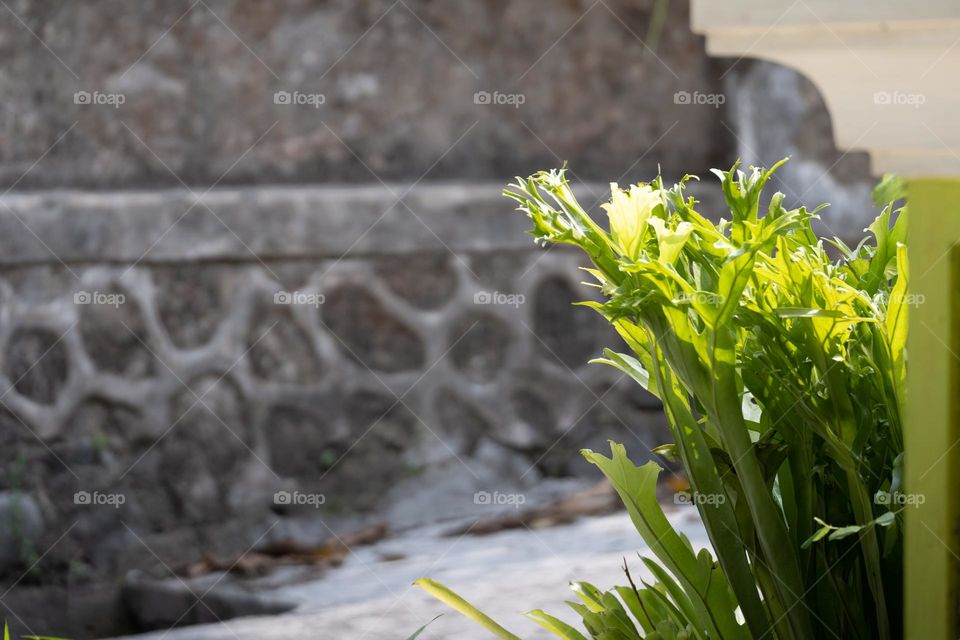 sunny morning with thriving plants