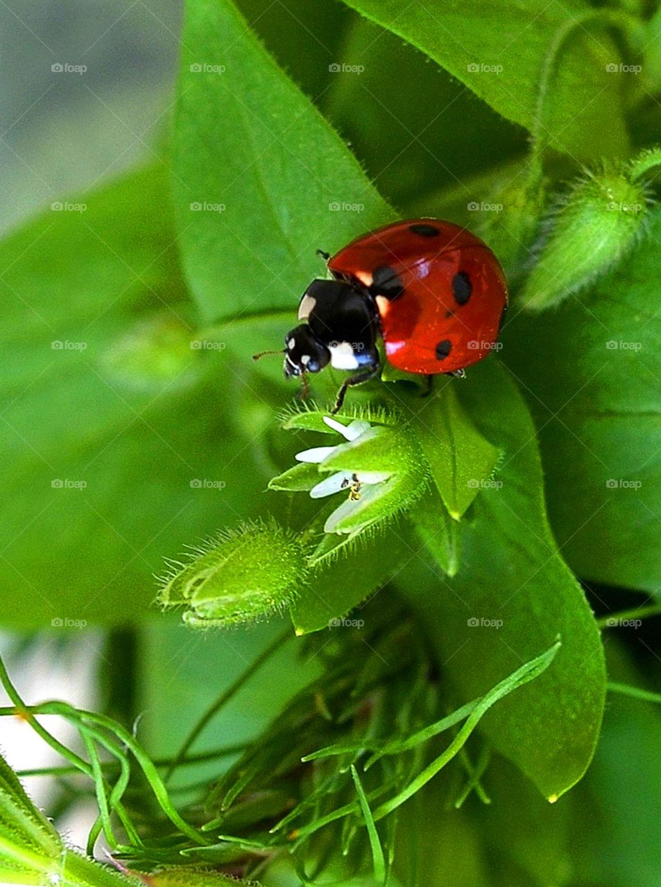 Complementary Colors