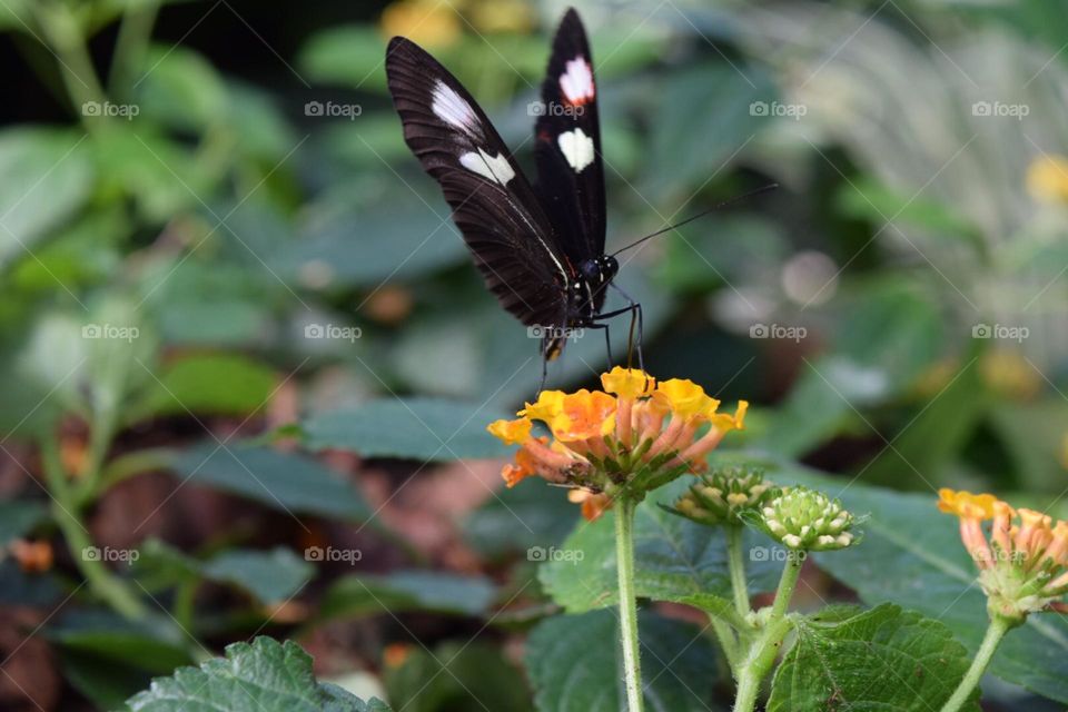 A beautiful Heliconius butterfly 