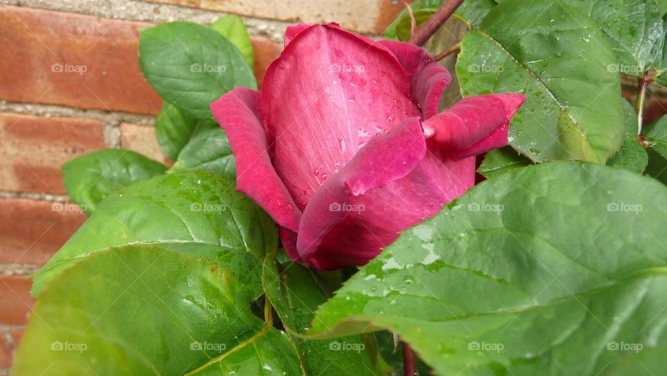Nestling rose