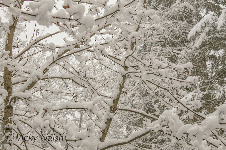 It doesn’t snow that often here because temperatures near sea level are quite mild. When it does snow we try to take as many photos as possible as it looks so beautiful; as if someone sifted icing sugar all over the delicate branches. How sweet! ❄️