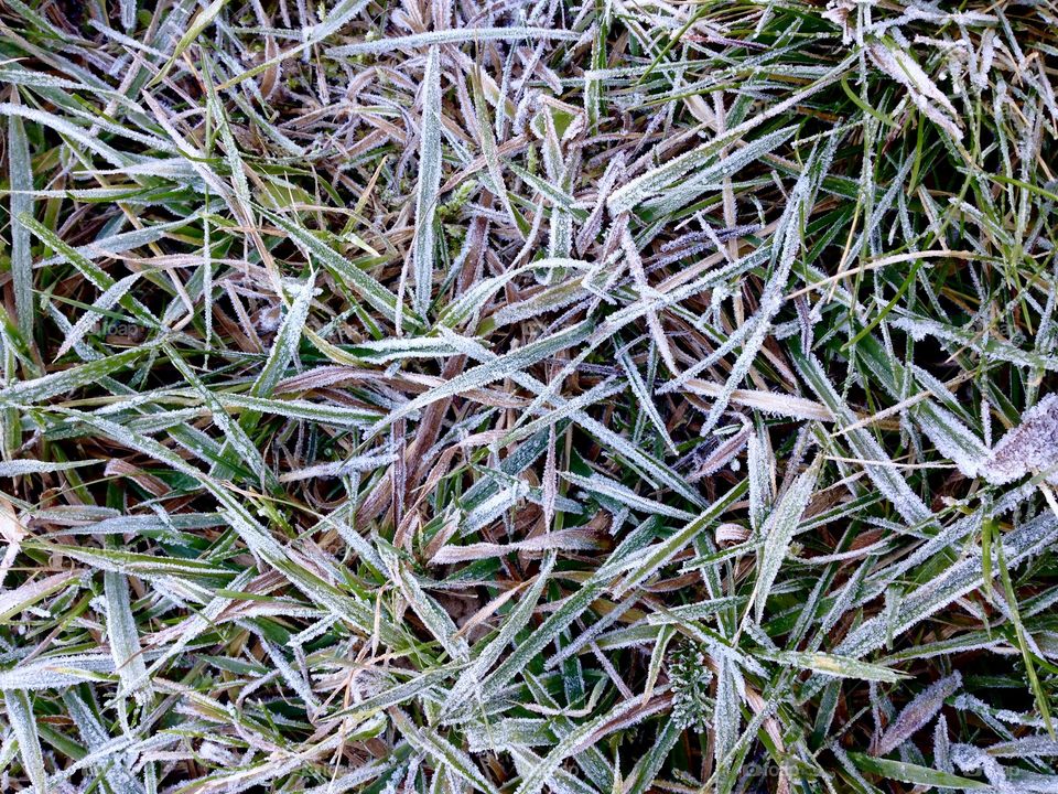 First frost on grass taken from above 