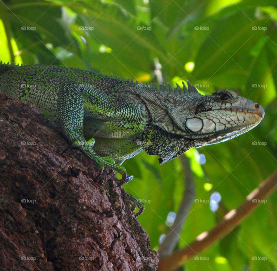 iguana-iguana, Amazônia, Brasil.