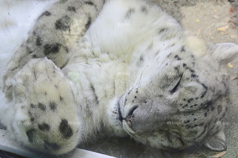 Close-up of snow leopard sleeping