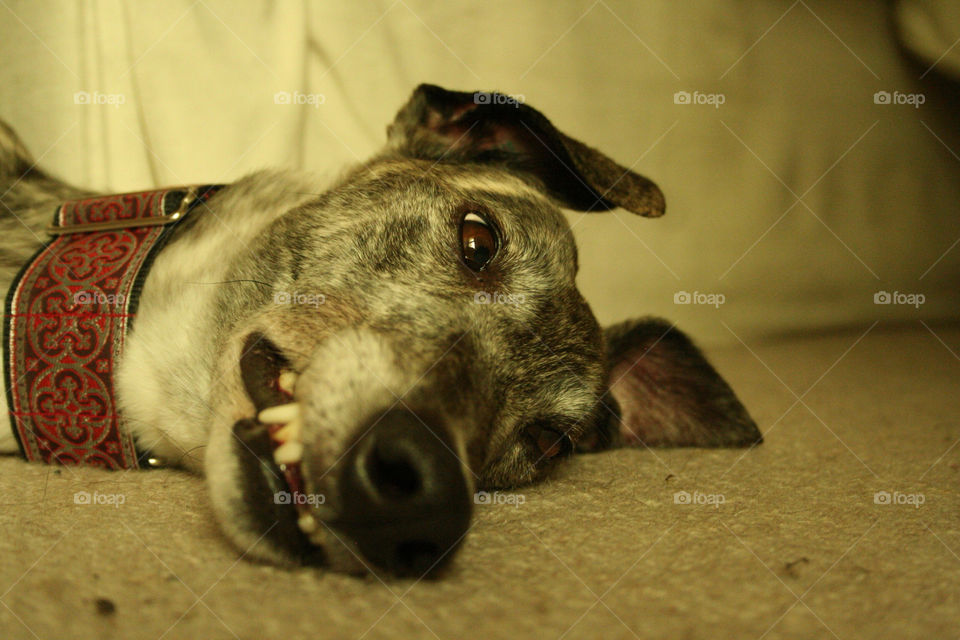 greyhound funny portrait
