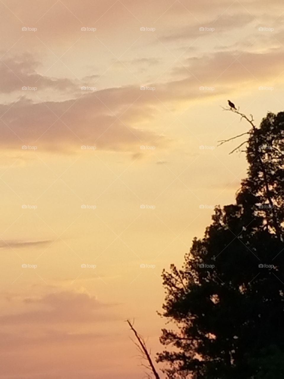 ospry perched on a branch.