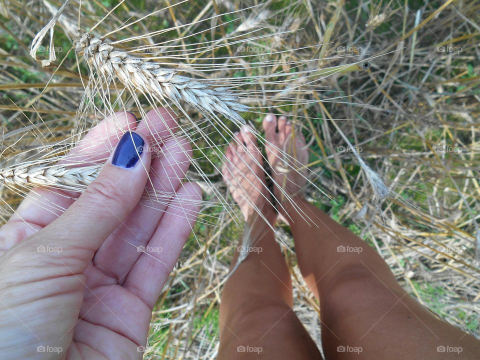 spikelets in hand agriculture