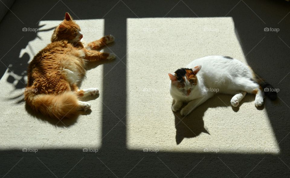 two cat resting in solar lights