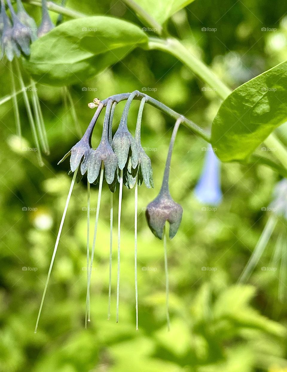 Virginia bluebells after the flowers have fallen off