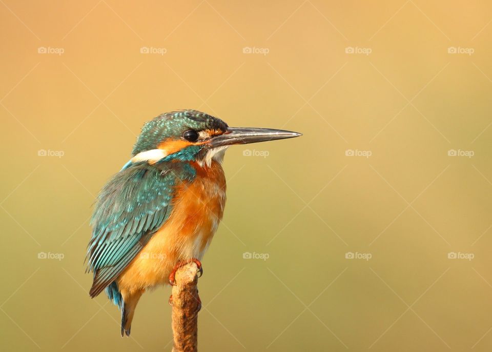 Kingfisher 