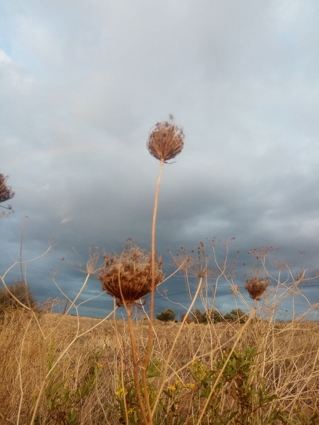 field