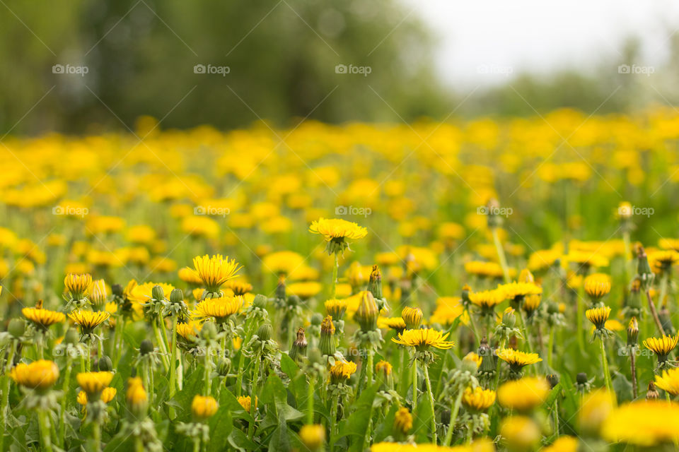 Field of blooming dandelions