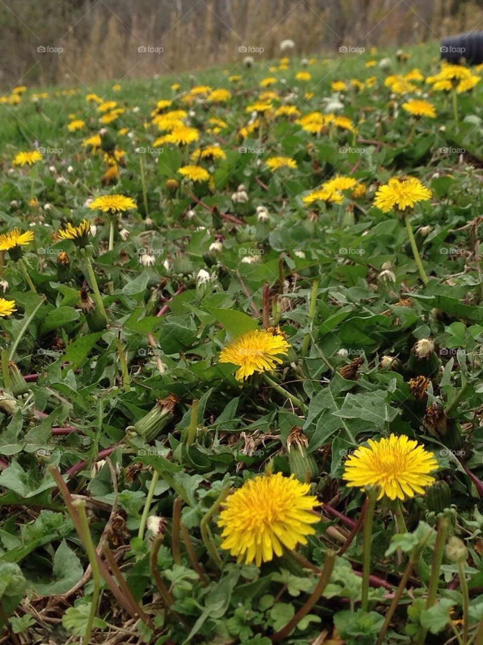 Dandelions 