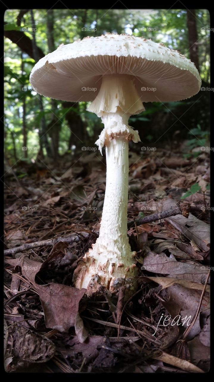 mushroom