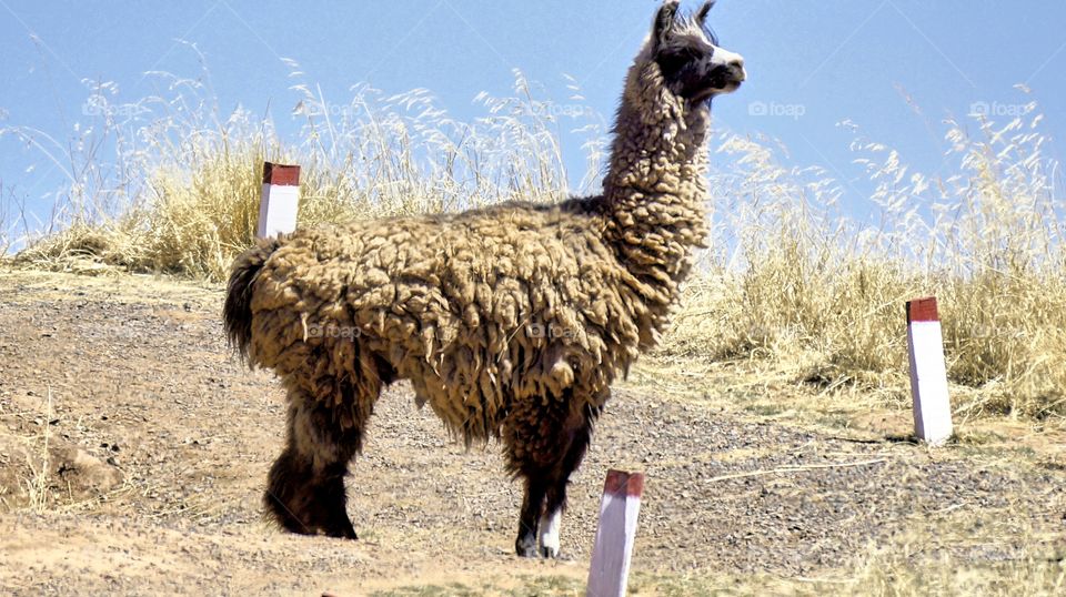 Bolivian Llama