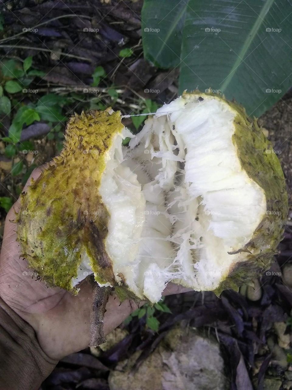 soursop fruit