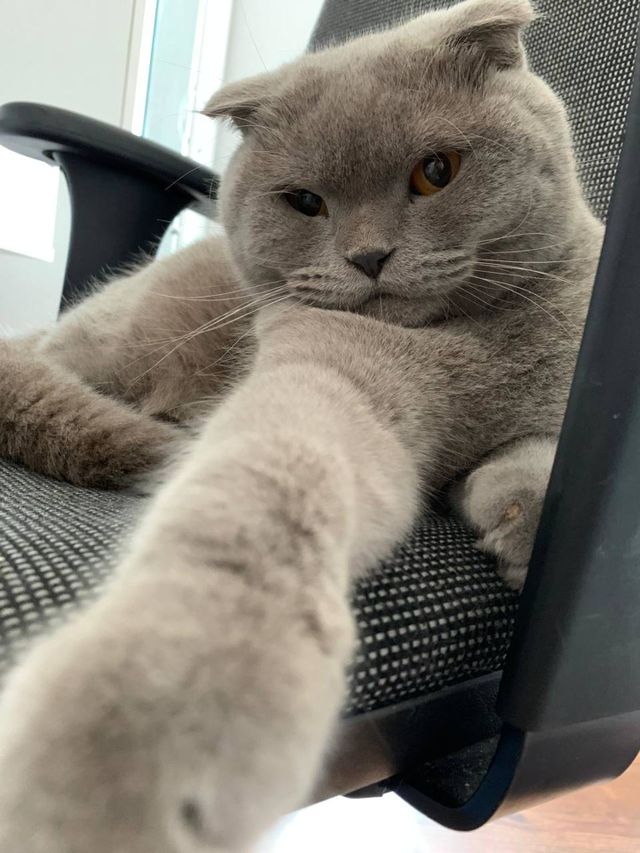 саt