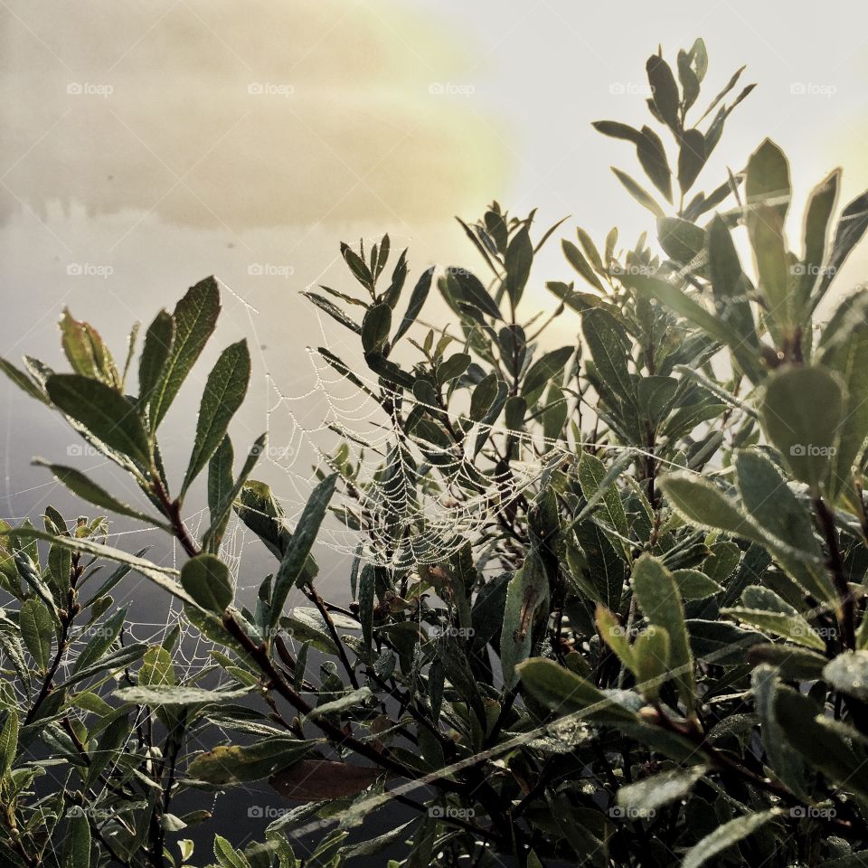 Spider web. Spider web
