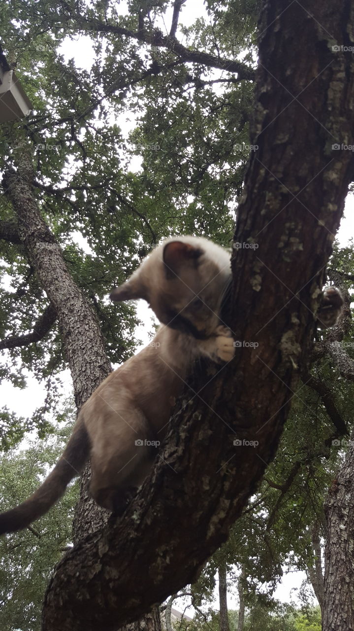 Lily the Adventure Cat climbing a tree