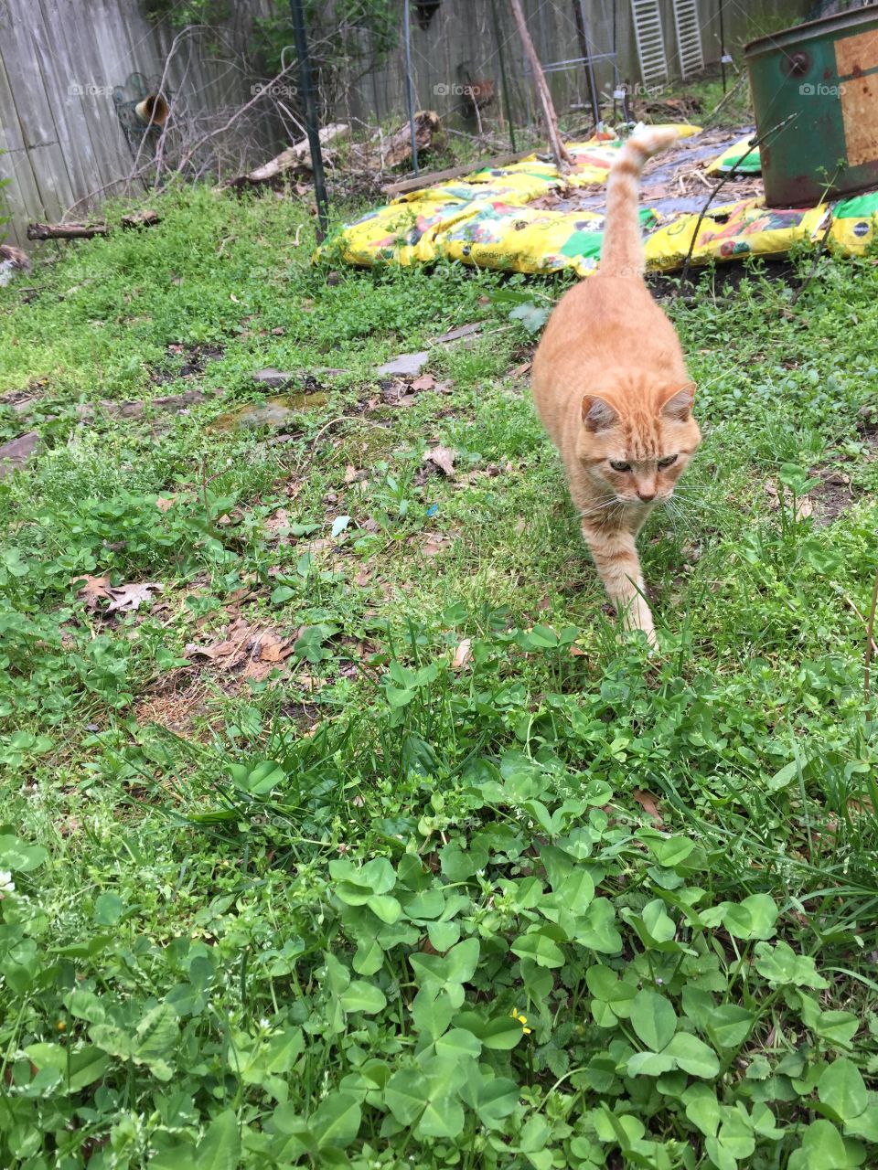 yard strolling cat