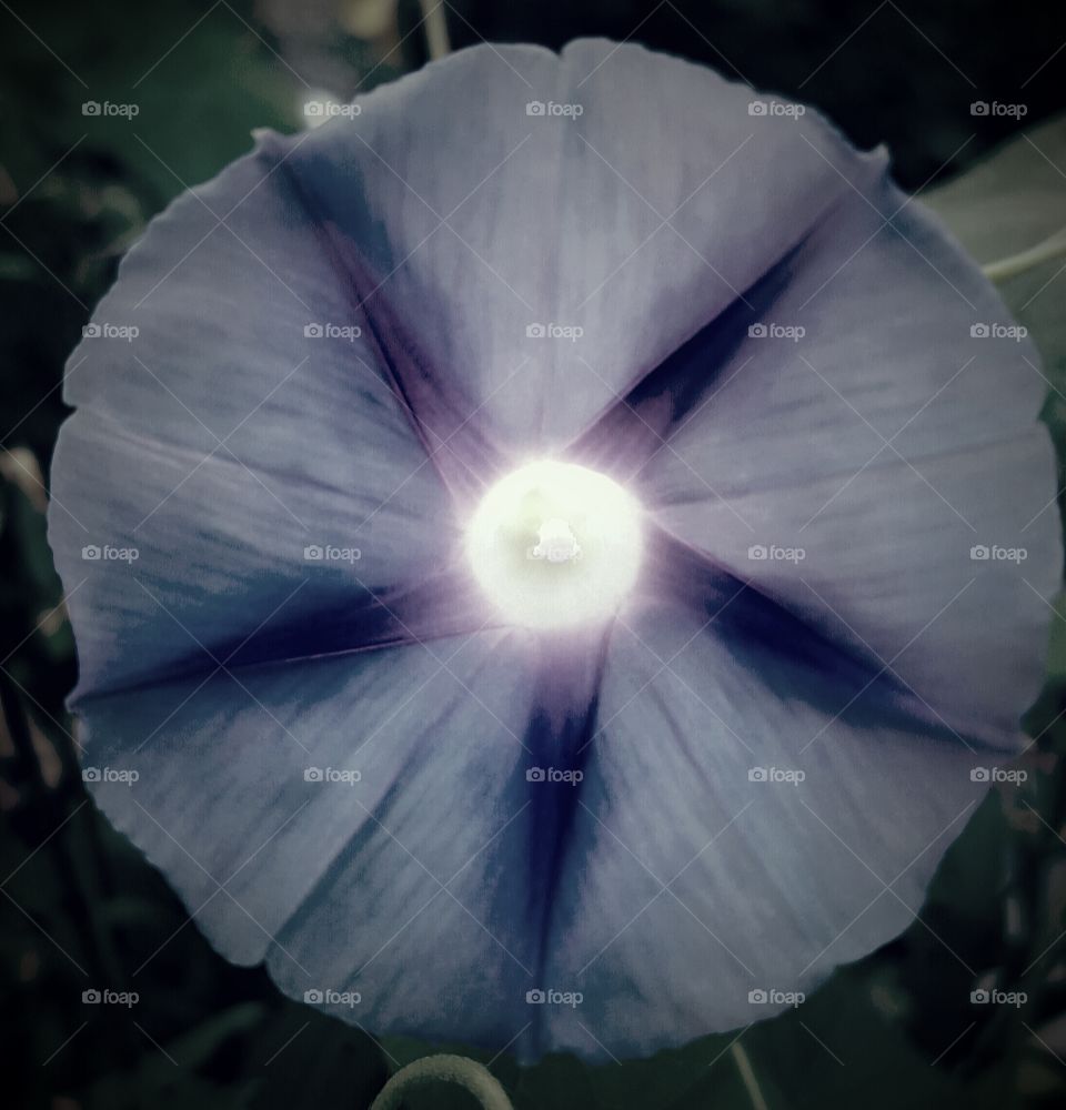 flower in a different light