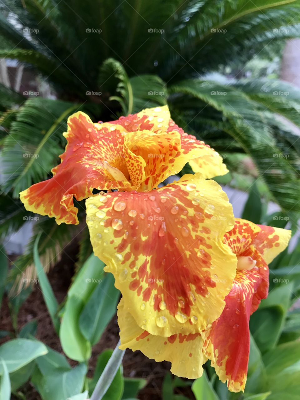 Orange with raindrops 